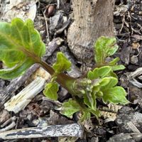 皇帝ダリア,ミニトマト,風船かずらの画像