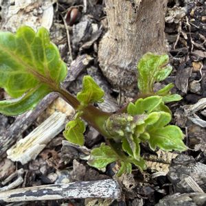 皇帝ダリア,ミニトマト,風船かずらの画像