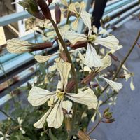 ルッコラの画像