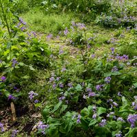 ムラサキハナナ,ムラサキハナナの画像