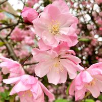 ハナカイドウの画像