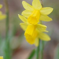 カランコエ,スイセン,頑張れ✊,ちっちゃいものクラブ,ピンクワールドへ ようこその画像