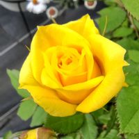 ダールベルグデージー,フリージア,ユリオプスデージー,ミニバラ,オステオスペルマムの画像