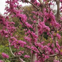 ハナズオウ,ハナズオウ,プルモナリア,シラー・ペルビアナ,黄モッコウバラの画像