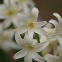 ヒヤシンス,頑張れ✊,ちっちゃいものクラブ,ピンクワールドへ ようこそ,yu ＆ゆうクラブの画像