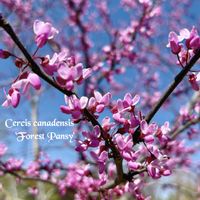 ハナズオウ,ハナズオウ,散歩道,マメ科,꒰ღ˘◡˘ற꒱かわゅ~の画像