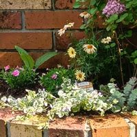 グレコマ,マーガレット,ルリタマアザミ,カリブラコア八重,地植えの画像