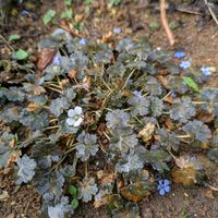 ゲラニウム,ガーデニング,カラーリーフ,銅葉,宿根草♪の画像