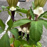 ユキモチソウ,カンアオイ,山野草,カンアオイ　長良錦の画像