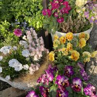 ストック,パンジー・ビオラ,オステオスペルマム,きんぎょそう,カル—ナの画像