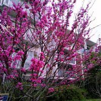 ハナズオウ,今日のお花,朝潮運河親水公園の画像