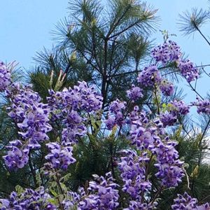 フジ,花言葉,キュンキュン乙女倶楽部,しあわせ運べるように,いつも心に太陽をの画像