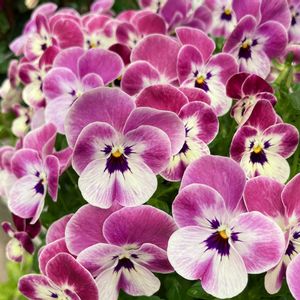 #ガーデニング,ピンクワールドへ ようこそ,エクステリアの画像