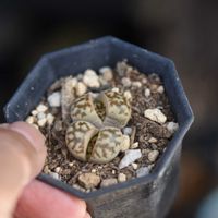 リトープス,麗虹玉,メセン,植中毒,岩手県の画像