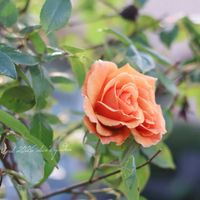 オルラヤ,ロイヤルサンセット,ピエールドロンサール,マキギヌ,鉢植えの画像