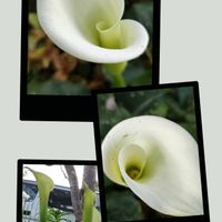 カラー,花壇,マイガーデン,毎年咲く,武器ではなく花をの画像