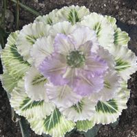 ハボタン,ハボタンの画像