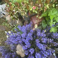 アジュガ,ハツユキカズラ,ラナンキュラス　ラックス,今日も笑顔で♡,まいがーでんの画像