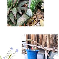 ガステリアの画像