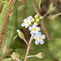 キュウリグサ,お出かけ先にての画像