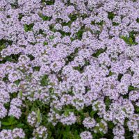 タイム,ハーブ,ピンクの花,癒しの植物,お散歩道の画像