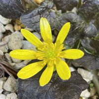 リュウキンカ,カラスバヒメリュウキンカ,山野草,花のある暮らし,繋がりに感謝✨の画像