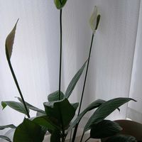 スパティフィラムの画像