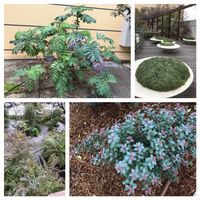 ストレリチア,タマリュウ,アスパラガス・スプレンゲリー,パークスガーデンの画像