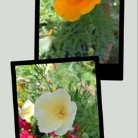 ハナビシソウ,こぼれ種,毎年咲く,綺麗〜❤️,可愛い❤の画像