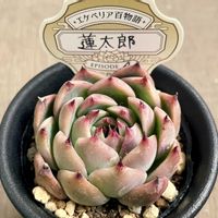 エケベリア 蓮太郎,多肉植物,エケベリア属,多肉中毒,タニラーの画像