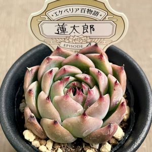 エケベリア 蓮太郎,多肉植物,エケベリア属,多肉中毒,タニラーの画像