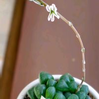 ハオルチア オブツーサ,かわいい♡,可愛いお花,白い花♡,穏やかな時間の画像