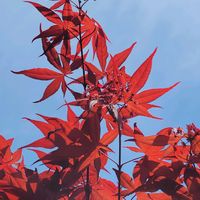 モミジ,カナメモチ,花のある暮らし,繋がりに感謝✨,真っ赤な火曜日の画像