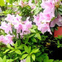 小さな庭,アプローチの画像