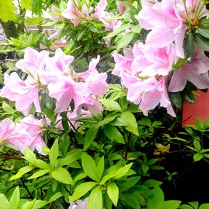 小さな庭,アプローチの画像