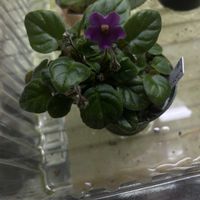 セントポーリアの画像