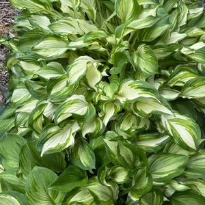 ギボウシ,ギボウシ 斑入り,花が好き,無農薬❤家庭菜園,野菜が好きの画像