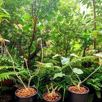 フィカス,フィカス ペティオラリス,フィカス・パルメリー,フィカスパルメリー,フィカス・ペティオラリスの画像