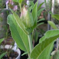 セージ,コモンセージ,つぼみ,庭作り,経過観察の画像