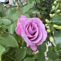 ジギタリス,つるバラ...,レオナルド・ダ・ビンチ,新雪,レッドレオナルドダヴィンチの画像