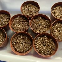 アガベ,アガベ パリー トランカータ,アガベ パリー トランカータ,アガベ パリー コウエシー,播種の画像