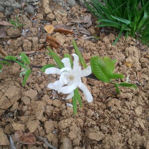 コブシ,コブシの画像