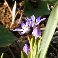 チオノドクサ,チオノドクサ,チーム・ブルー,チーム・ブルーNo.102,Juneの会の画像