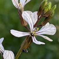 ルッコラの画像