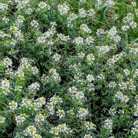 クレソン,クレソン（オランダガラシ）,クレソンの花,お出かけ先の画像