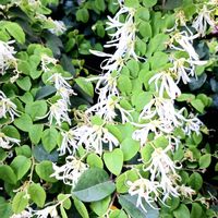 トキワマンサク,シロバナトキワマンサクの画像
