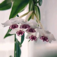 ホヤ・ベラ,ホヤ・ベラ,ホヤ・セブンスター,多肉植物,観葉植物の画像