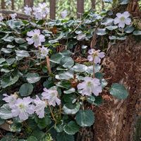 イワウチワ,山野草,登山,多年草,胸キュンの画像