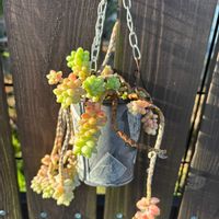 ビアホップ ,つぶつぶ,DIYウッドフェンス,いいね❤ありがとうの画像