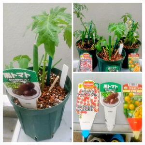 ミニトマト,東向ベランダの画像